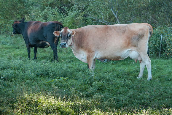 Broadturn Farm