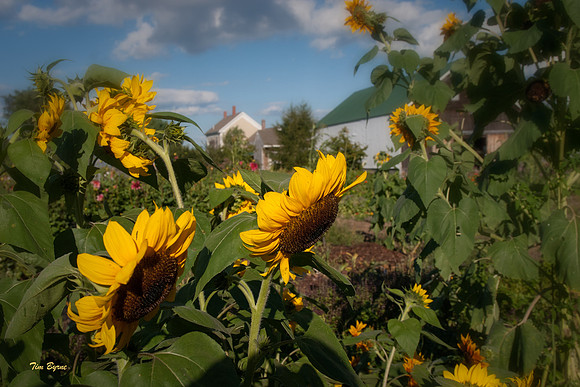 Broadturn Farm