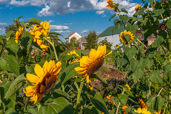 Broadturn Farm