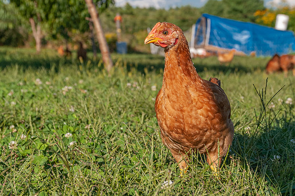 Broadturn Farm
