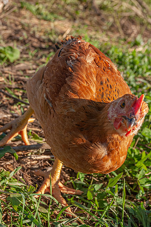 Broadturn Farm
